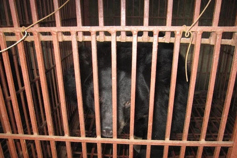 Buscan poner fin a la crianza ilegal de osos en Hanoi