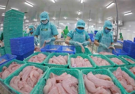 Exportaciones de pescado Tra de Vietnam aumentan de enero a mayo 