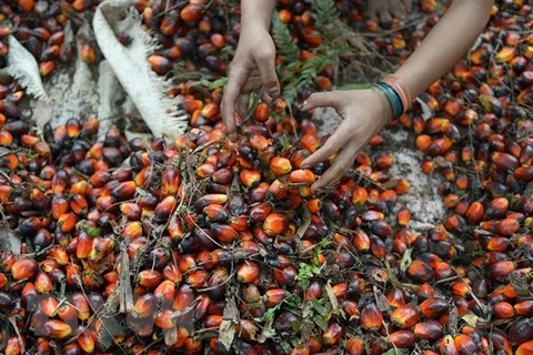 Indonesia trabaja para reanudar las exportaciones de aceite de palma