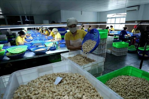 Minimizan pérdidas económicas de empresas vietnamitas en caso de fraude en exportaciones de anacardo