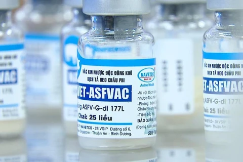 Vietnam es primer país en comercializar vacuna contra peste porcina africana