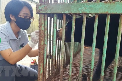 Trasladan oso malayo al centro de rescate en provincia de Binh Phuoc