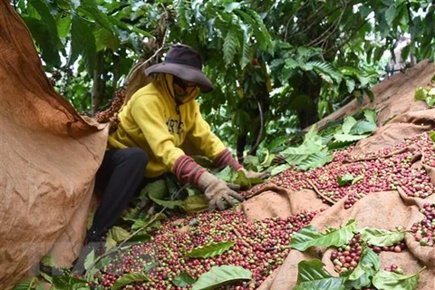 Vietnam y Japón realizarán conferencia comercial de productos alimenticios 