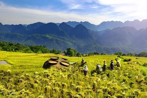 La temporada del arroz madura y dorada en todas partes en Pu Luong