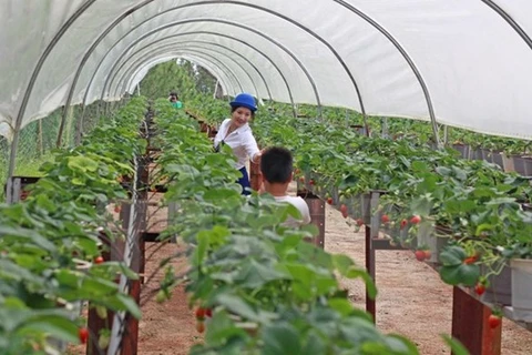 Hanoi recurre a una producción agrícola verde y eficaz