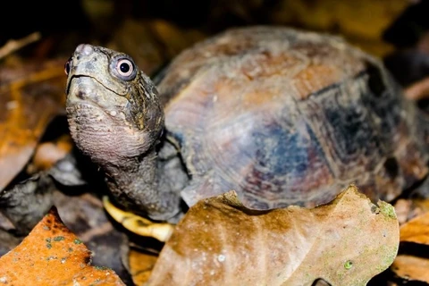 Liberan 70 tortugas al hábitat natural en Vietnam