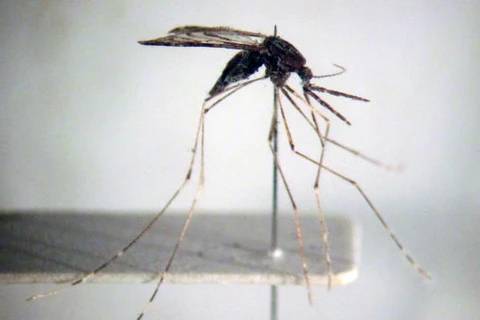 Aumentan casos de dengue en Laos