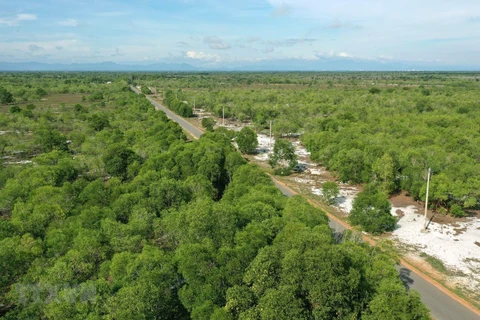 Empresas de Quang Ninh ayudan a los agricultores en la reforestación