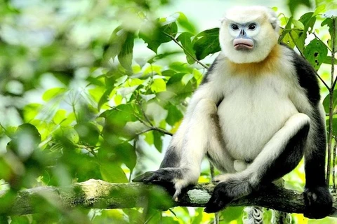 Trabajan por conservación sostenible de los primates endémicos de Vietnam