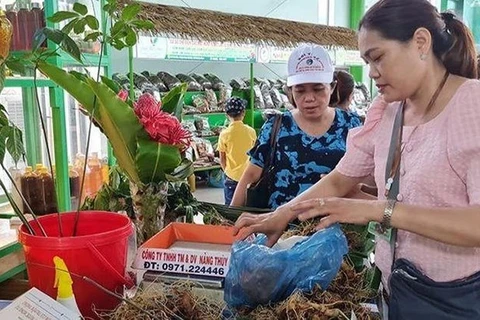 Organizan en provincia vietnamita de Quang Nam Festival del Gingseng Ngoc Linh