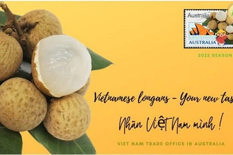 Decenas de toneladas de longan vietnamita ingresan al mercado australiano