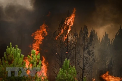 Vietnam expresa simpatía con Francia por incendios forestales 