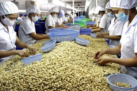 Sector del anacardo de Vietnam se centrará en aprovechar TLCs
