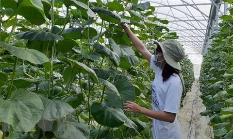 Promueven desarrollo de agricultura orgánica en provincia vietnamita