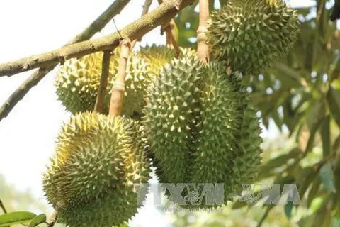 Aduanas chinas aprecian áreas del cultivo de durián en Vietnam