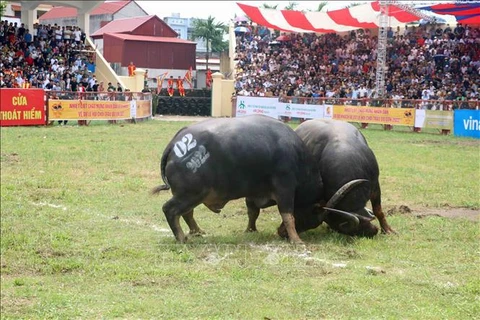 Celebran Festival de Lucha de Búfalos en ciudad vietnamita de Hai Phong