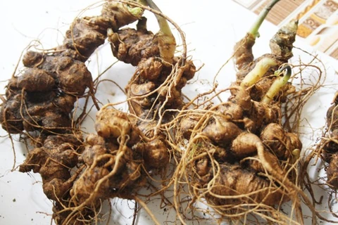 Ginseng Ngoc Linh, un tesoro nacional de Vietnam