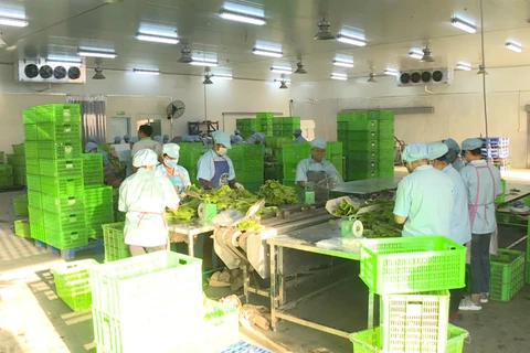 Provincia vietnamita de Quang Ninh por ampliar producción agrícola orgánica