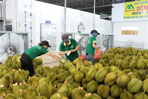Exportan primer lote de durián de la provincia vietnamita de Dak Lak a China