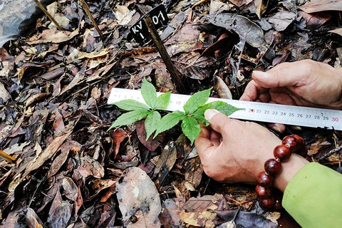  Despliegan cultivo piloto de ginseng de Ngoc Linh en Reserva Natural de Hon Ba