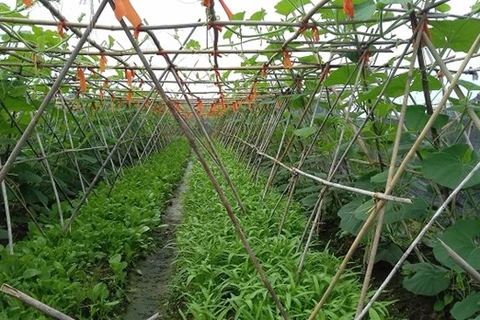 Provincia de Bac Giang se esfuerza por mejorar el valor del sector agrícola
