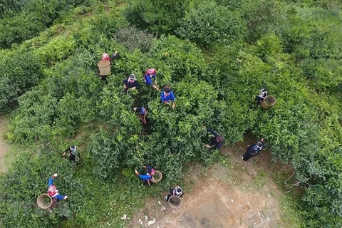 Antiguos árboles de té de Shan Tuyet reconocidos como patrimonio vietnamita
