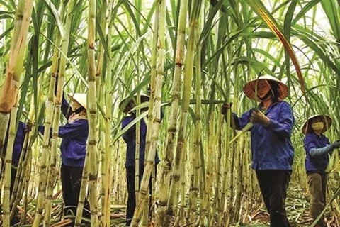 Industria azucarera de Vietnam apunta a restaurar producción de caña