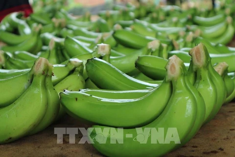 Oportunidades para exportación de banana vietnamita al mercado chino