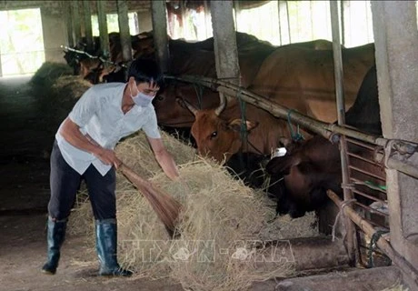 Cría de bovinos de carne trae buen ingreso a provincia vietnamita 