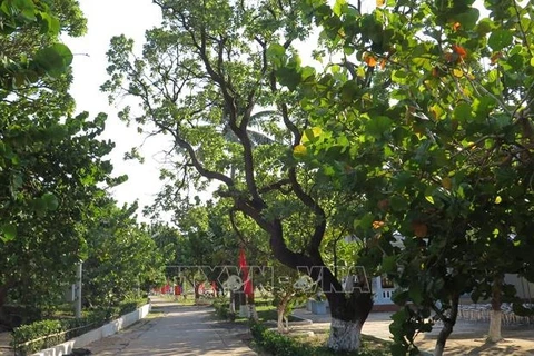 Entregan árboles para reverdecer distrito insular vietnamita de Truong Sa