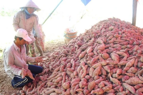 Batatas y nidos de golondrinas vietnamitas se exportan oficialmente a China