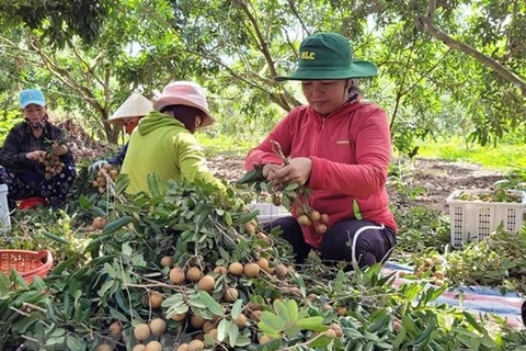 Ba Ria- Vung Tau promueve construcción de nueva ruralidad 