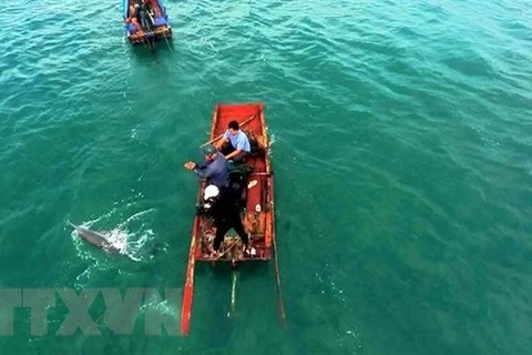 Rescatan delfín varado en el distrito costero vietnamita