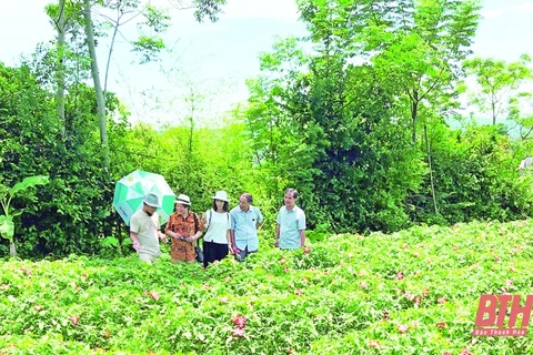 Provincia vietnamita de Thanh Hoa busca desarrollar productos agrícolas