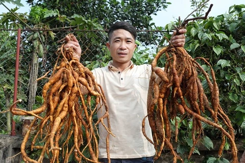Bac Giang fortalece productos agrícolas típicos y de fortaleza