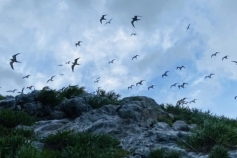 Ba Ria-Vung Tau: Ecoturismo asociado a la protección del medio ambiente