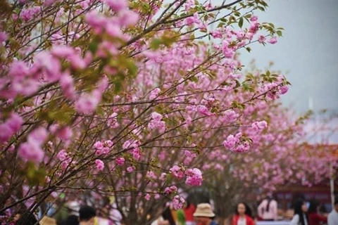 Lang Son organizará Festival de la Flor del Durazno en saludo al Tet 2023
