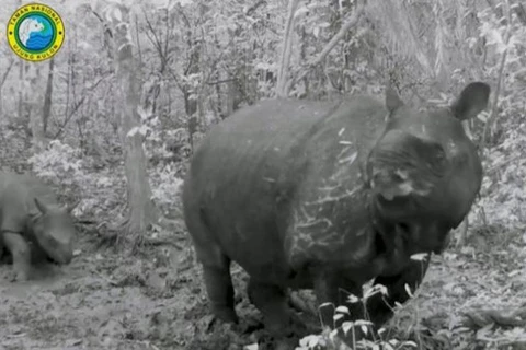 Indonesia da bienvenida a crías de rinoceronte de Java