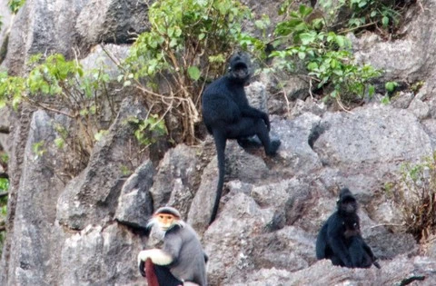 Descubren especies de primates raros en provincia vietnamita