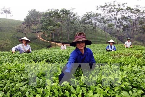 Té aromatizado B'lao de provincia vietnamita de Lam Dong