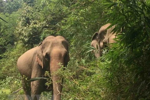 Provincia vietnamita por proteger hábitat de elefantes 