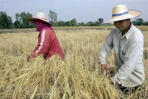 Exportaciones de arroz de Tailandia superan objetivo trazado