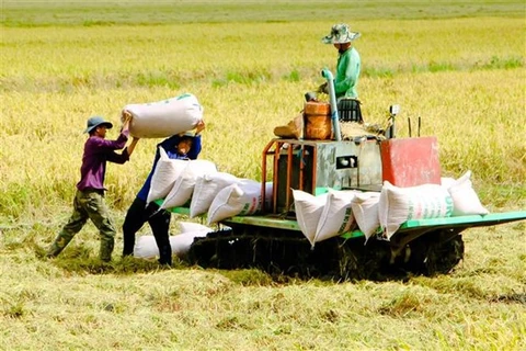 Exportaciones de arroz vietnamita seguirán aumentando en 2023, según expertos