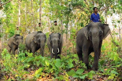 Elefante doméstico será llevado al Parque Nacional Yok Don de Vietnam