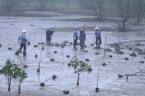 Lanzan proyecto de restauración de manglares en Vietnam financiado por Corea del Sur 