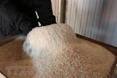 Provincia vietnamita exporta primer lote de arroz orgánico a Europa 