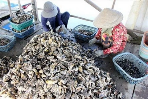 Vietnam y Japón impulsan cooperación en cadenas de producción de ostras
