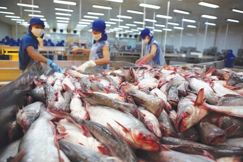 Prevén incremento de exportaciones de pescado Tra de Vietnam este año