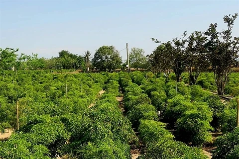 Provincia vietnamita se centra en cultivo de plantas medicinales