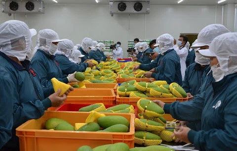 Vietnam con perspectivas de exportar productos agrícolas orgánicos a Europa 